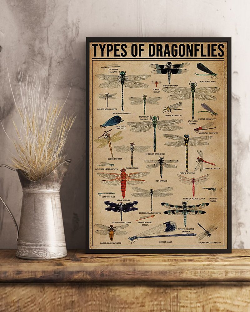 Types of dragonflies dragonfly knowledge poster 2